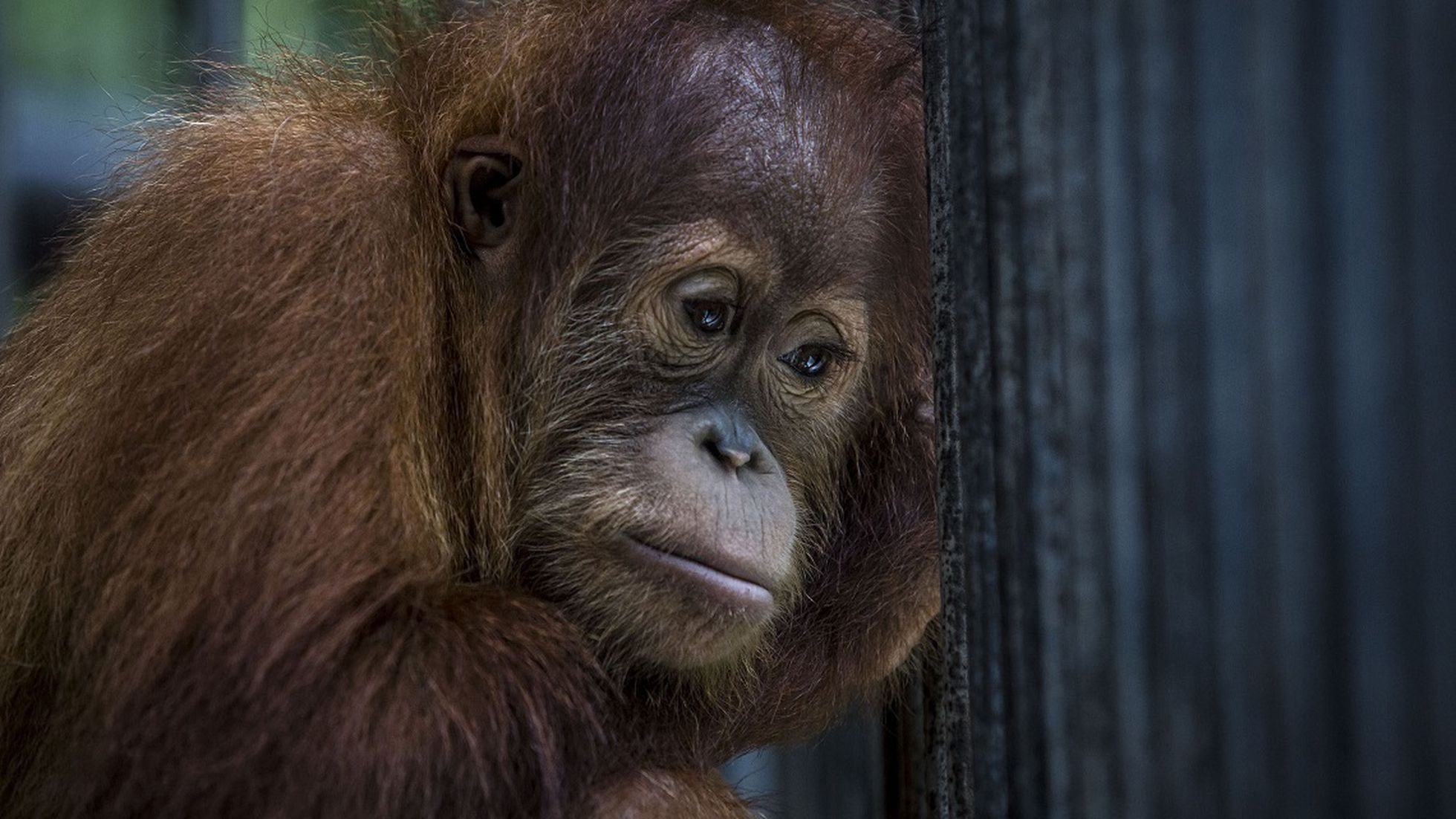 The plight of Bornean orangutans. We've lost more than 100,000 in 16 years  - LifeGate