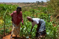 Edie Mukiibi. We need to go back to the soil to move forward
