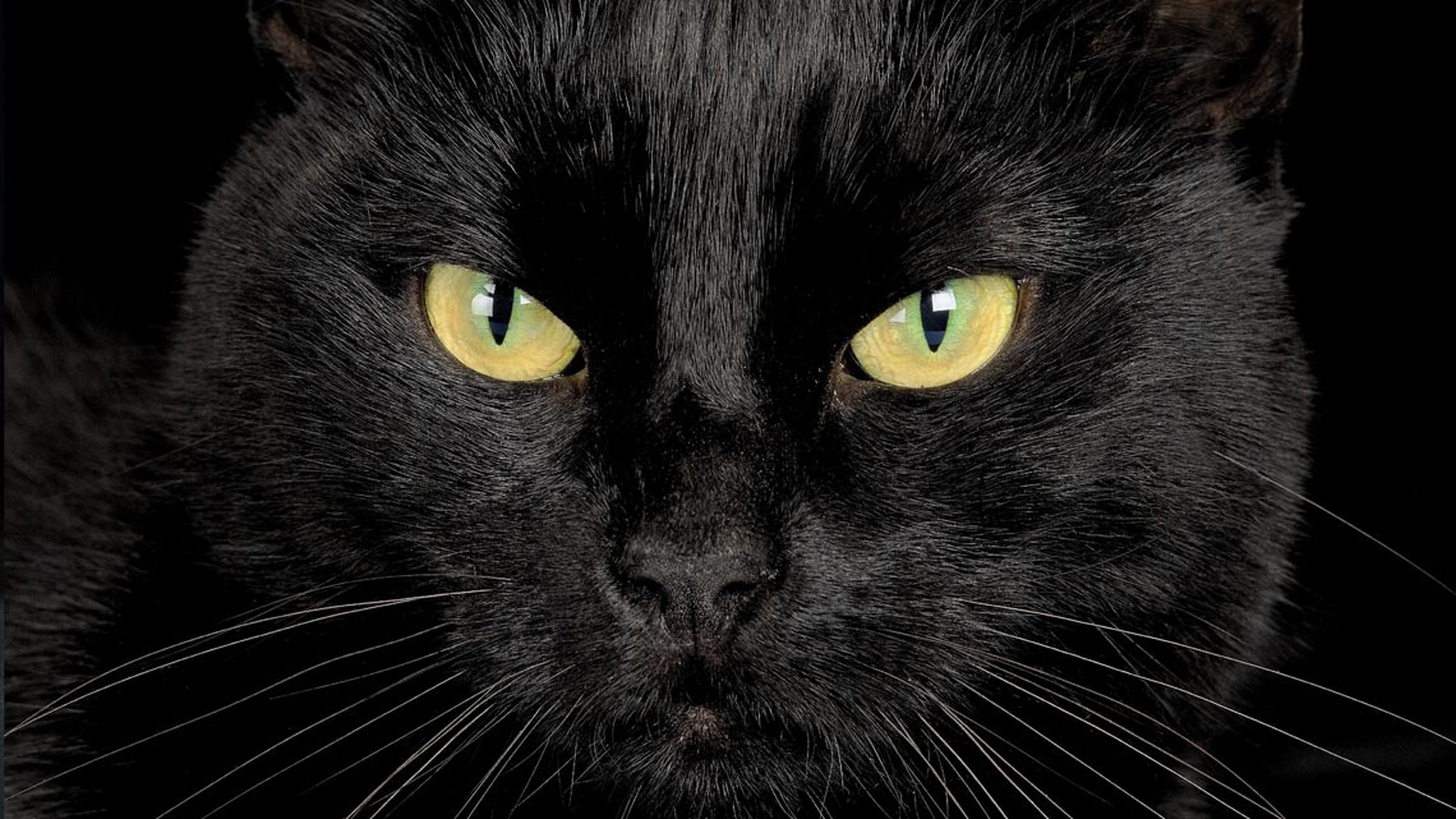 gatto-nero-e-un-talismano-lifegate