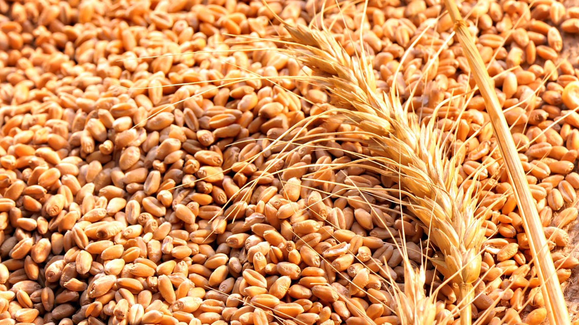 orzo-ingrediente-birra-g