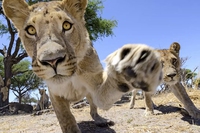 Car-L, come dare una fotocamera in pasto ai leoni