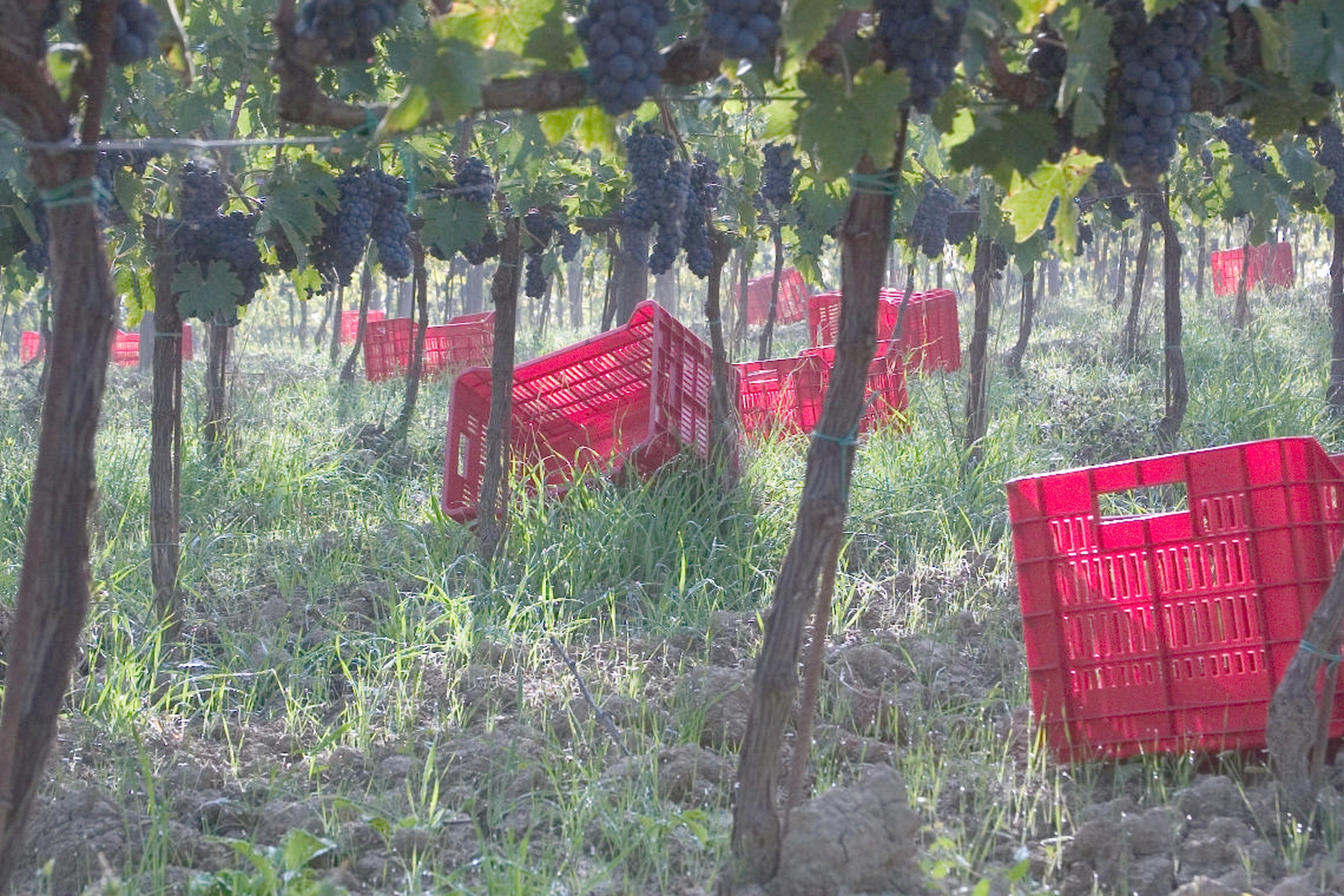 Paradiso di Frassina, a Montalcino in Toscana