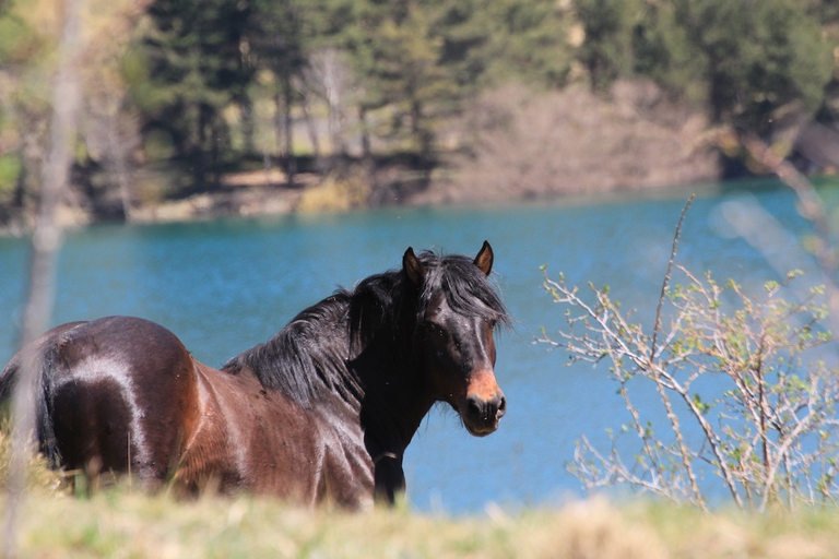 cavalli selvaggi Aveto