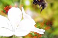 Il linguaggio dei fiori