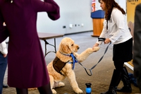 Pet therapy, nasce un’app per condividerne i benefici