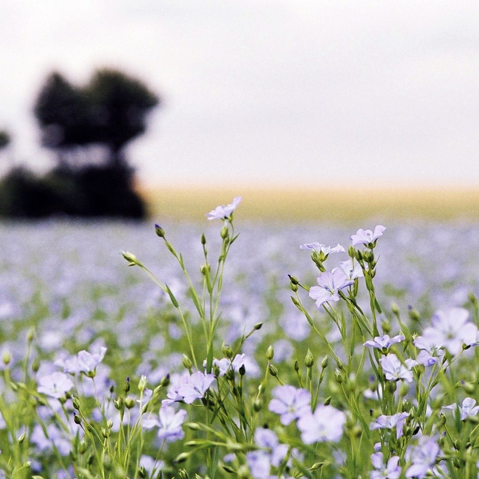 The wonders of linen