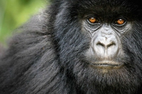 Gli ultimi gorilla sono minacciati dai nostri virus