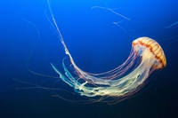 Troveremo le meduse nel mare tutto l’anno. Per colpa del riscaldamento globale