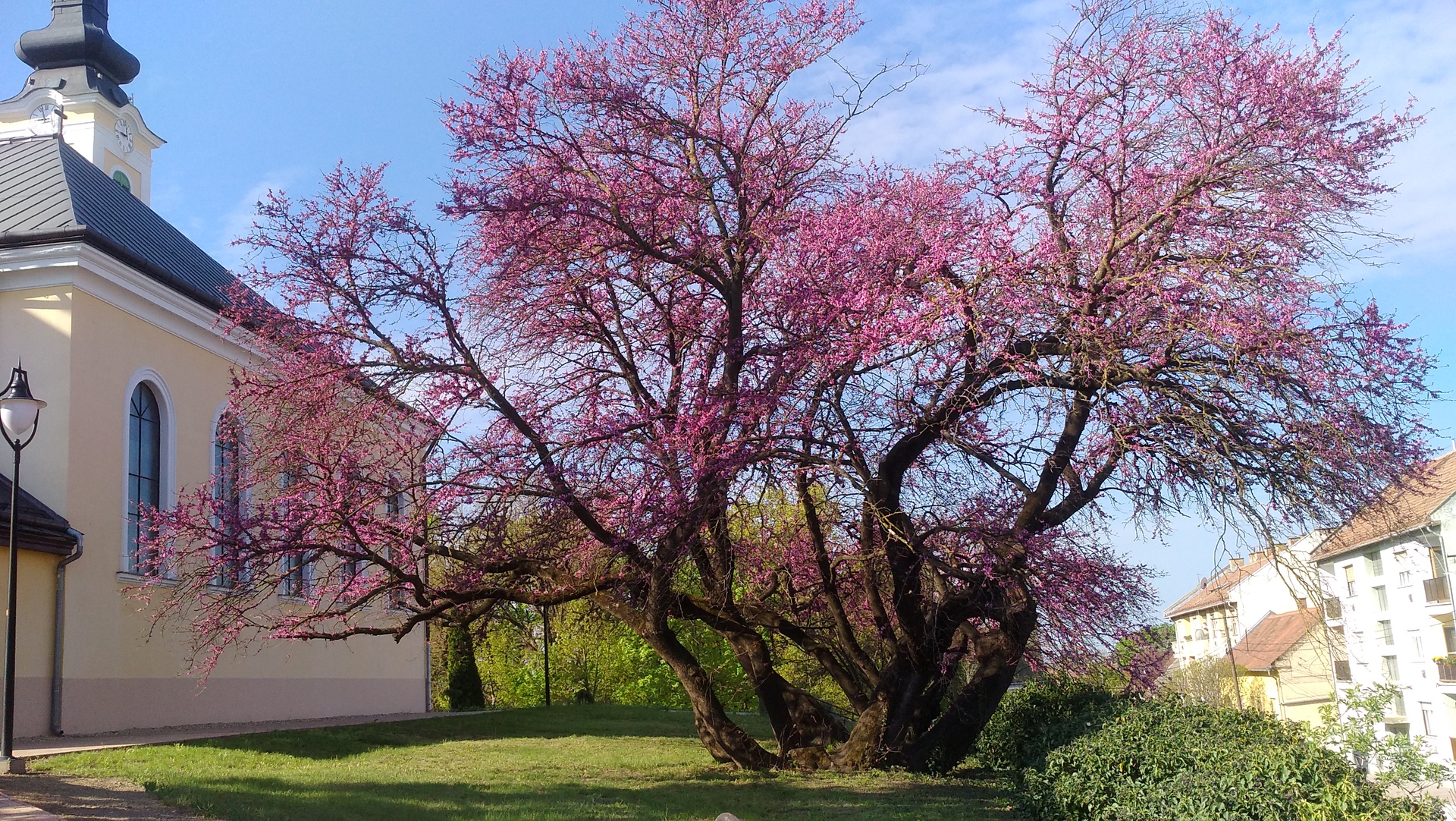 L'albero di Giuda della chiesa di Mélykút
