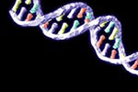 Tentativo di “condono” per il riso Ogm illegale!