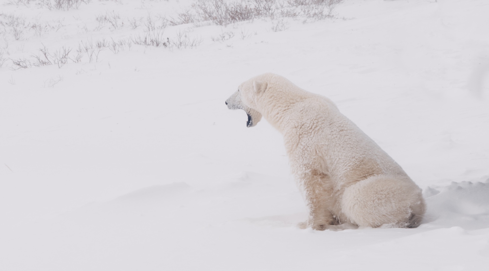 Bare Existence di Max Lowe