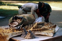 Anche in Italia c’è traffico di specie animali esotiche (e vale 2 miliardi)