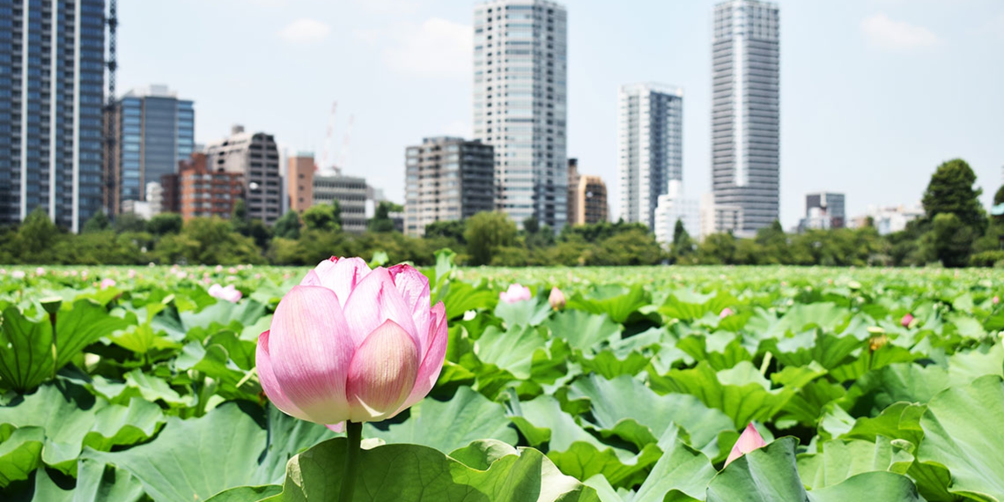 The best Tokyo parks and Japanese gardens for autumn, spring and beyond ...