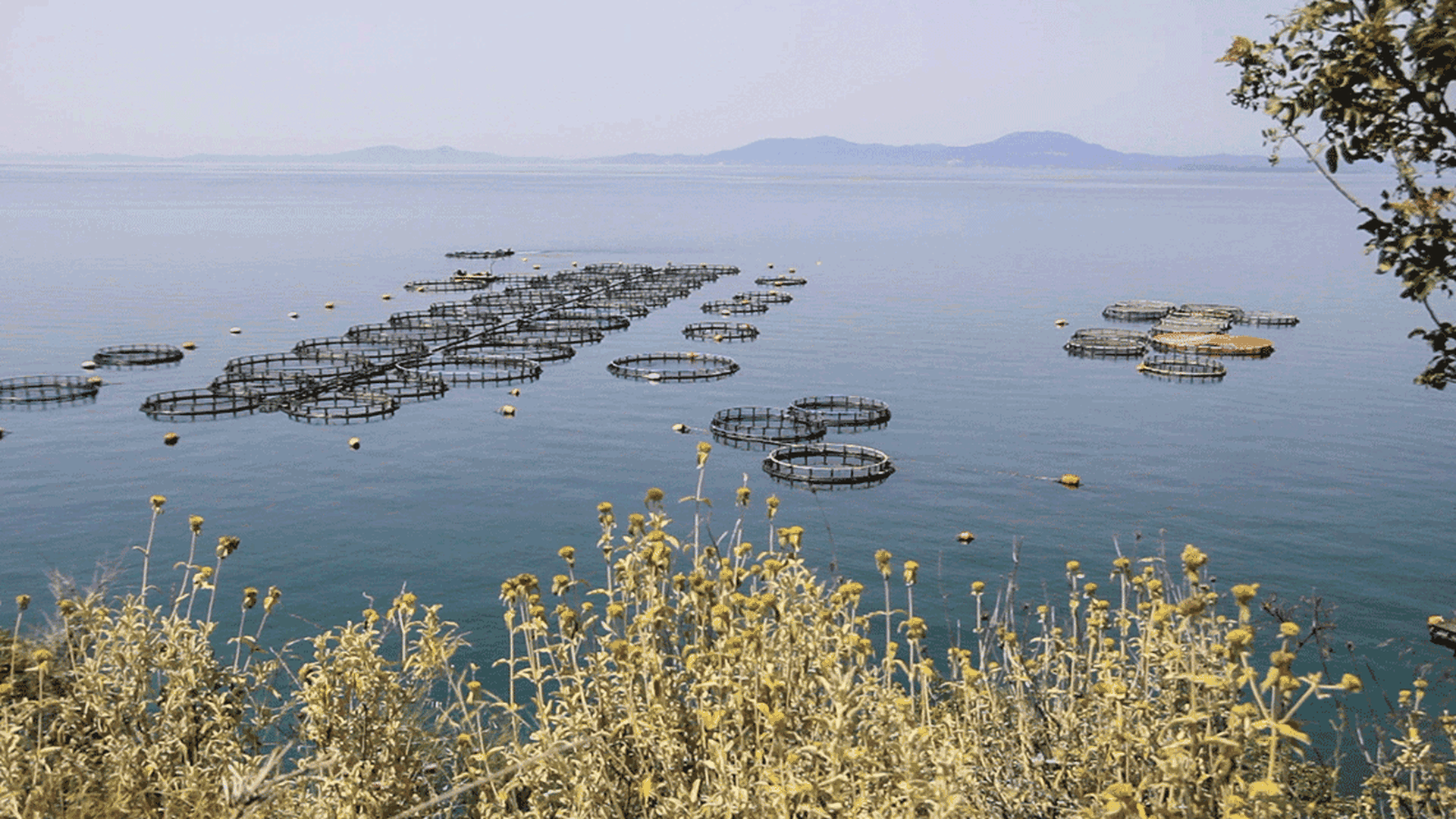 Allevamenti di orate e branzini in Grecia