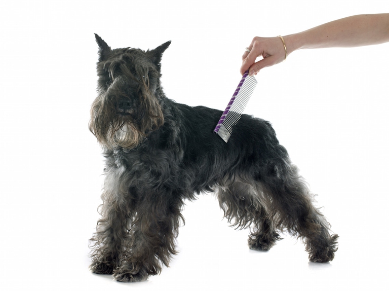 grooming of miniature schnauzer in front of white background