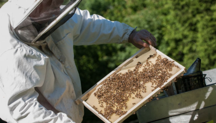 Oslo to create a bee highway - LifeGate