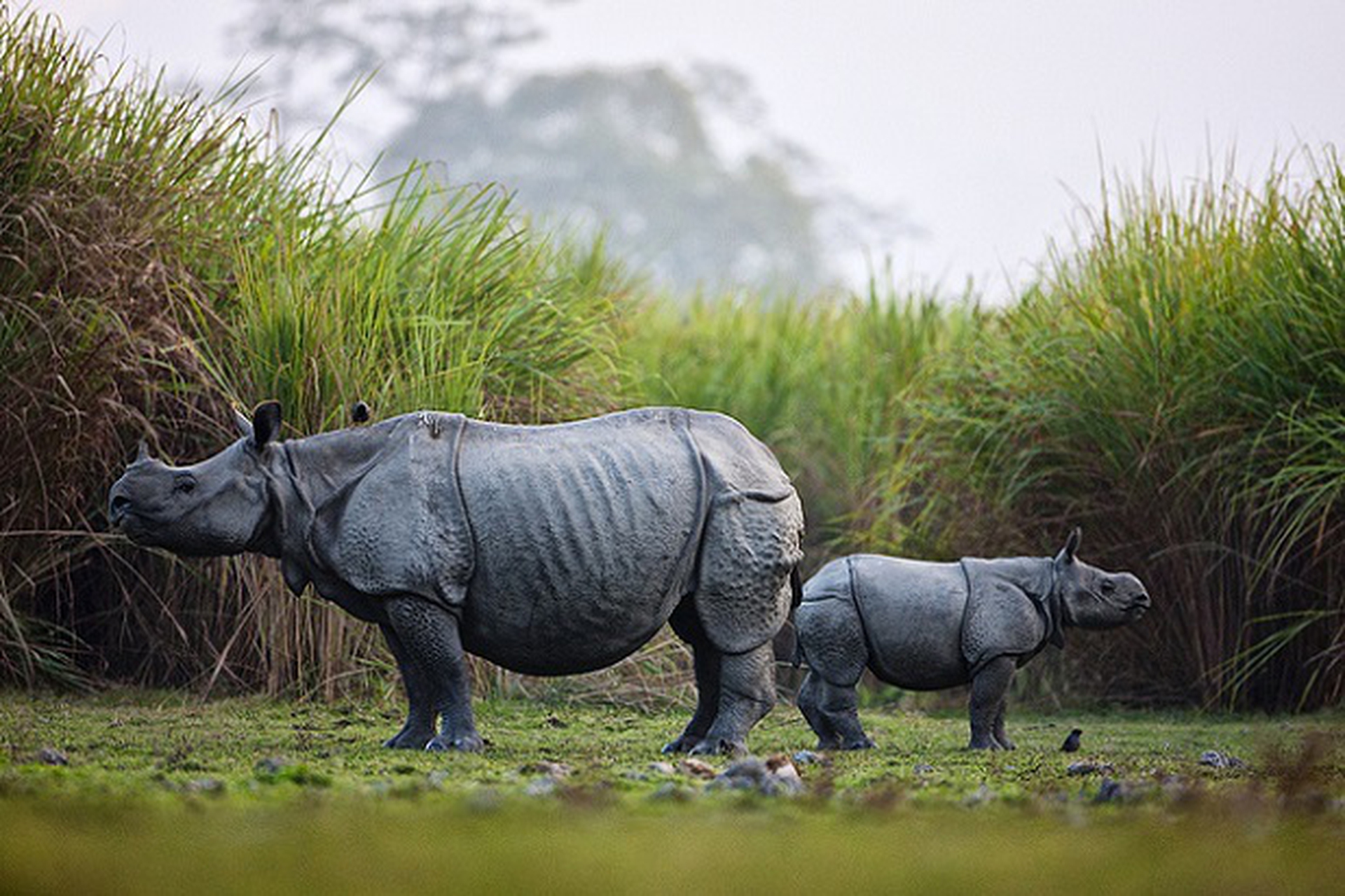 Носорог рептилия. Яванский носорог. Однорогий индийский носорог. Носороги Вьетнам. Панцирный носорог.
