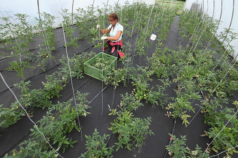 Crescita mercato biologico