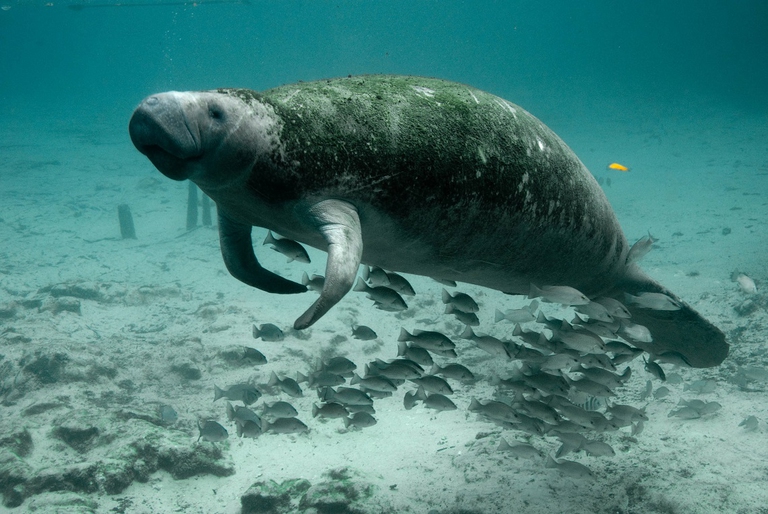 swimming manatee