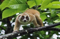 Le 10 specie più minacciate (e meno conosciute) dell’Asia secondo il Wwf