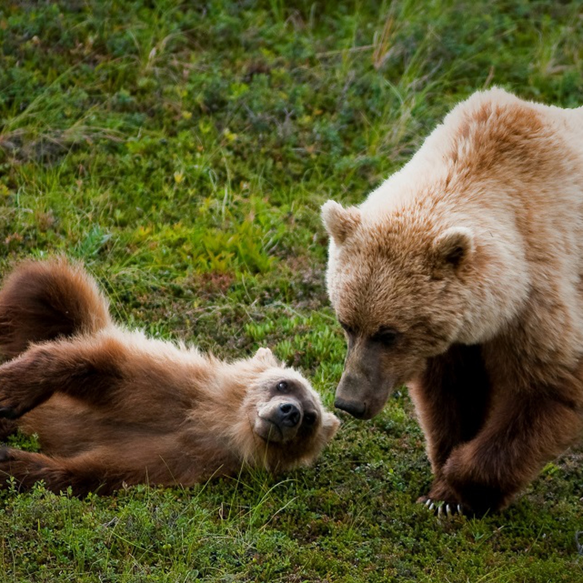 Alaska Trump Autorizza L Uccisione Di Cuccioli Di Orso E Di Lupo Nei Parchi Lifegate
