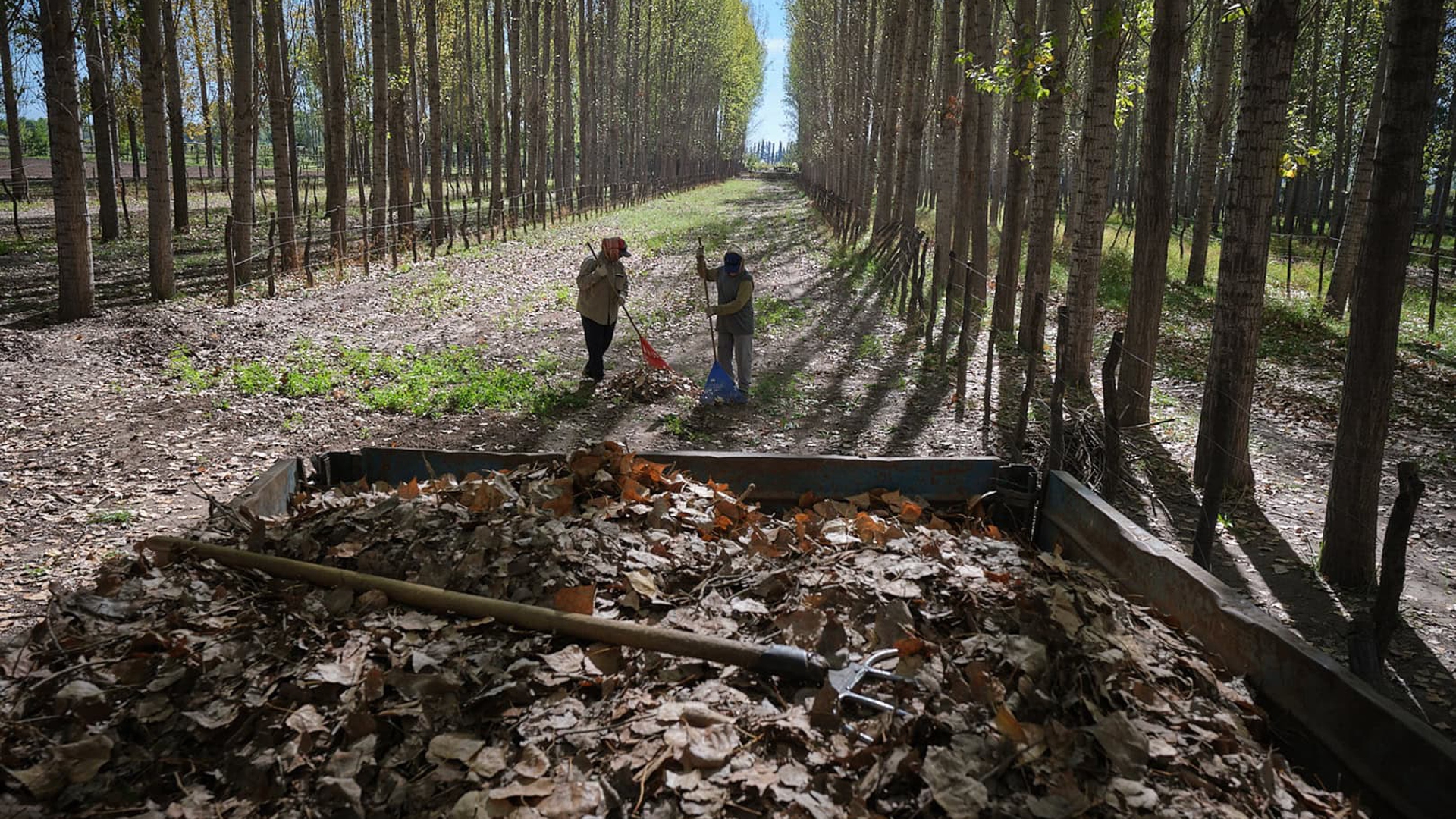 Vino y cambio climatico en Argentina