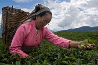 India, il Sikkim è il primo stato a essere 100% biologico