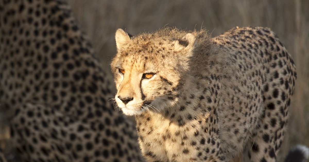 Il Sudan del Sud ha vietato ogni tipo di caccia LifeGate