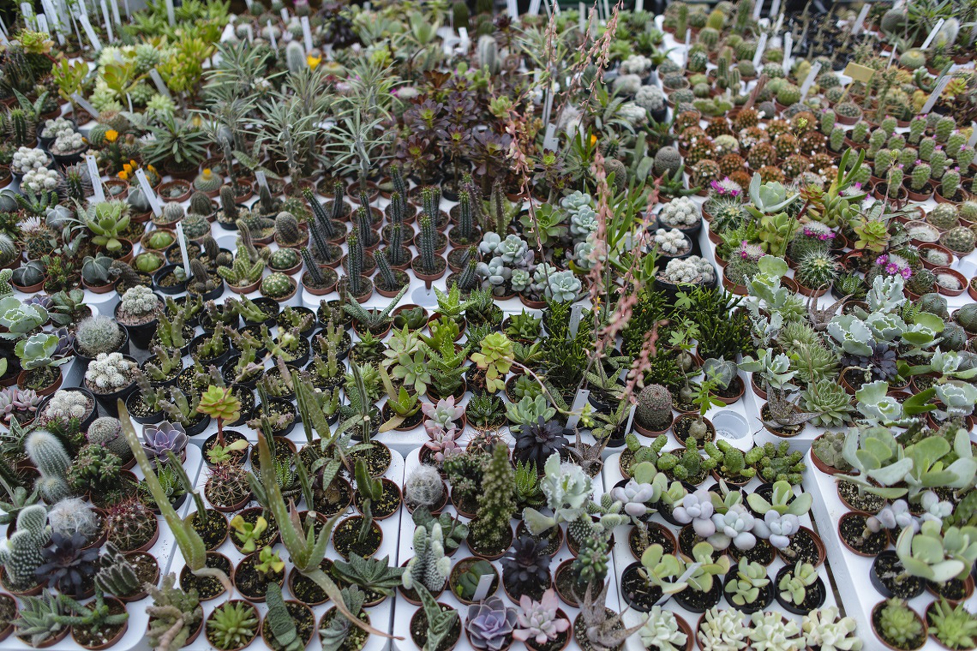 cactus venduti per giardinagio