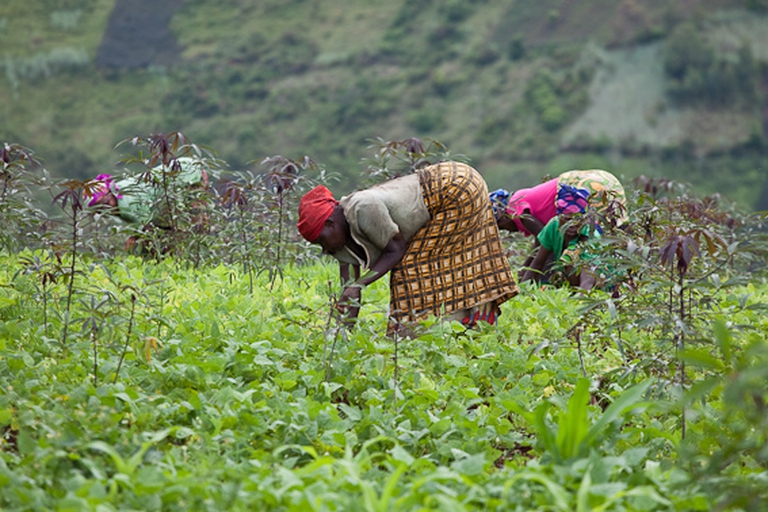 Women cultivating vegetables along the downstream of Inga dam © Irine