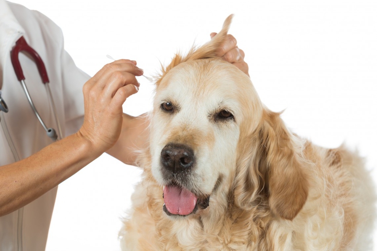 Veterinarian performing a cleaning ears of a Golden Retriever in the clinic