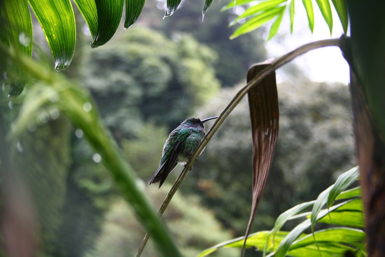 Il governo di Panama ha riconosciuto i diritti della natura