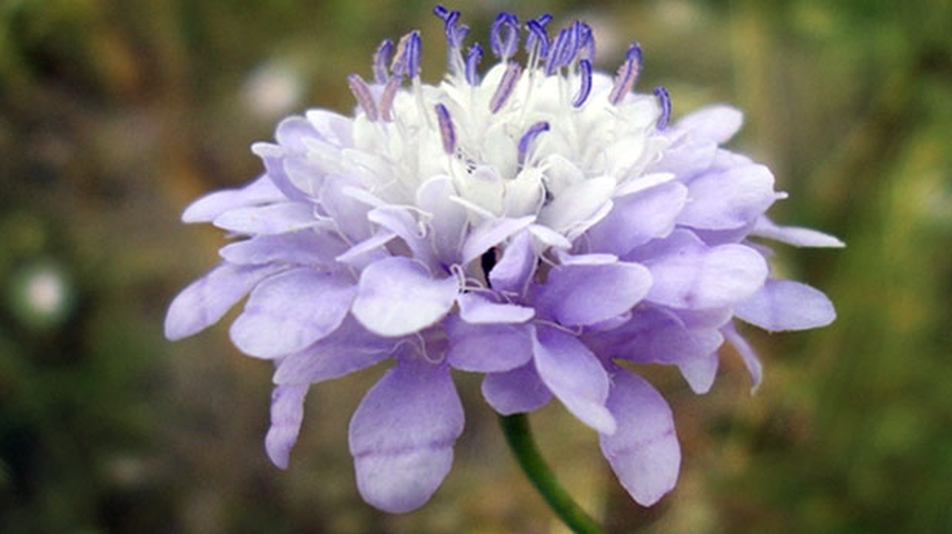 Il fiore che salva le api