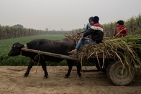 India is facing a food crisis, and globalisation is making it worse