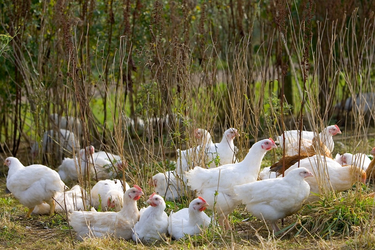 Allevamento biologico di galline