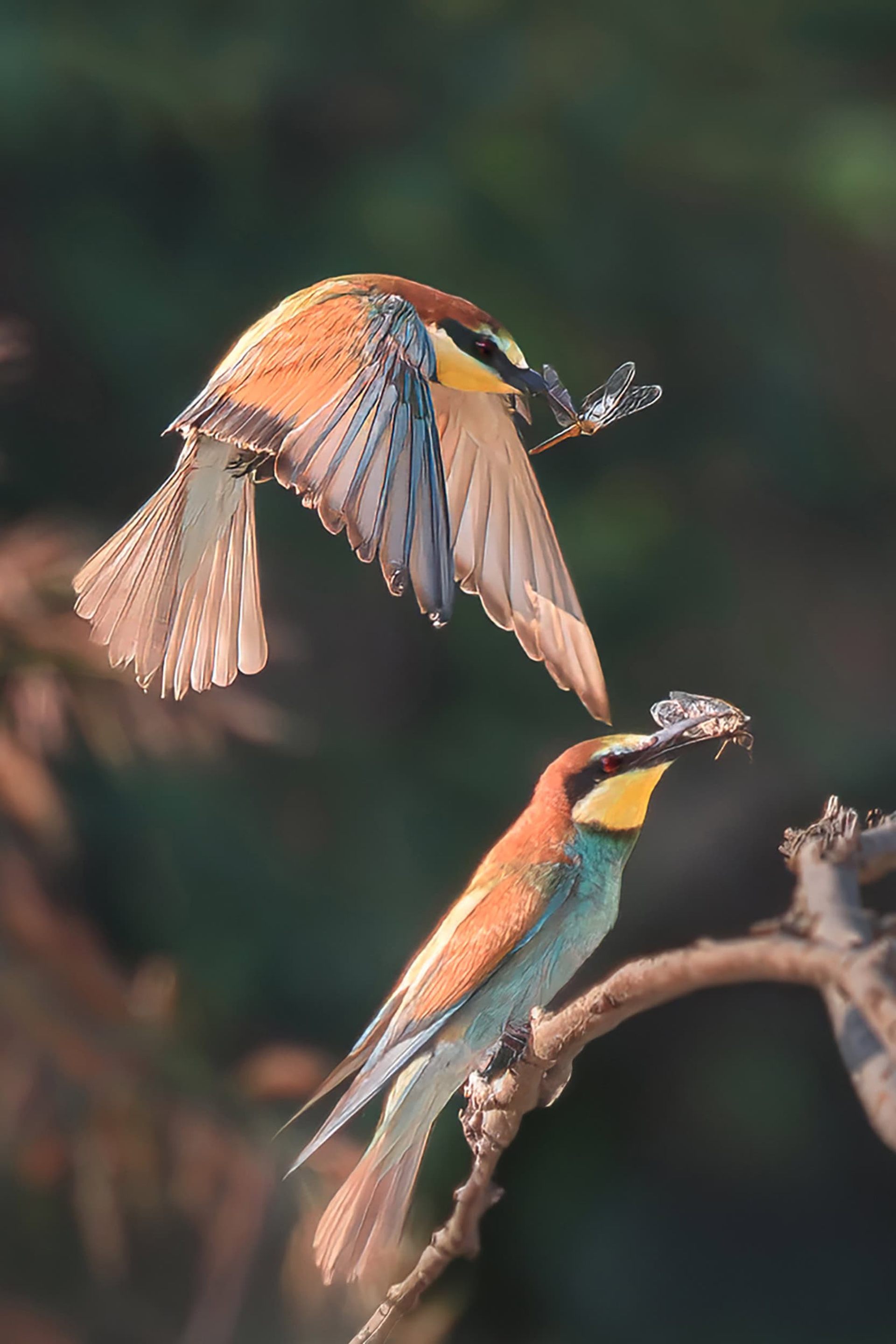 La bellezza e l’agilità dei gruccioni, immortalati nella caccia alle libellule, nelle aree protette del Po piemontese (Piemonte) © Maurizio Varese