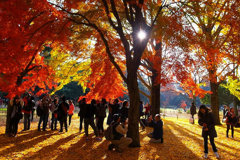 autumn colours yoyogi park tokyo
