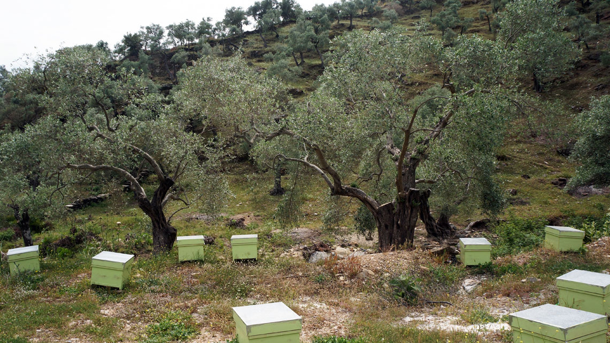 In difesa delle api, l'impegno di Monini tra la campagna e la città -  LifeGate