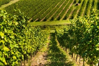 La cantina più grande d’Italia è un esempio virtuoso di economia circolare. Le buone pratiche di Gruppo Caviro