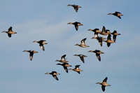 New York spegne le luci per aiutare gli uccelli migratori