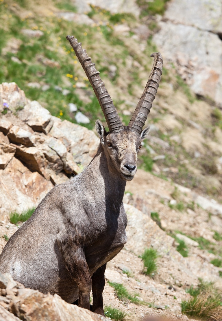 Stambecco sulle Alpi