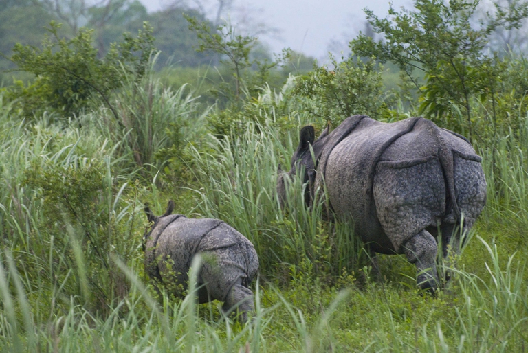 mre rhinocros unicorne et son petit  Kaziranga, Assam, Inde