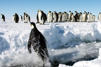 Il pinguino imperatore è in pericolo: si sciolgono i ghiacci