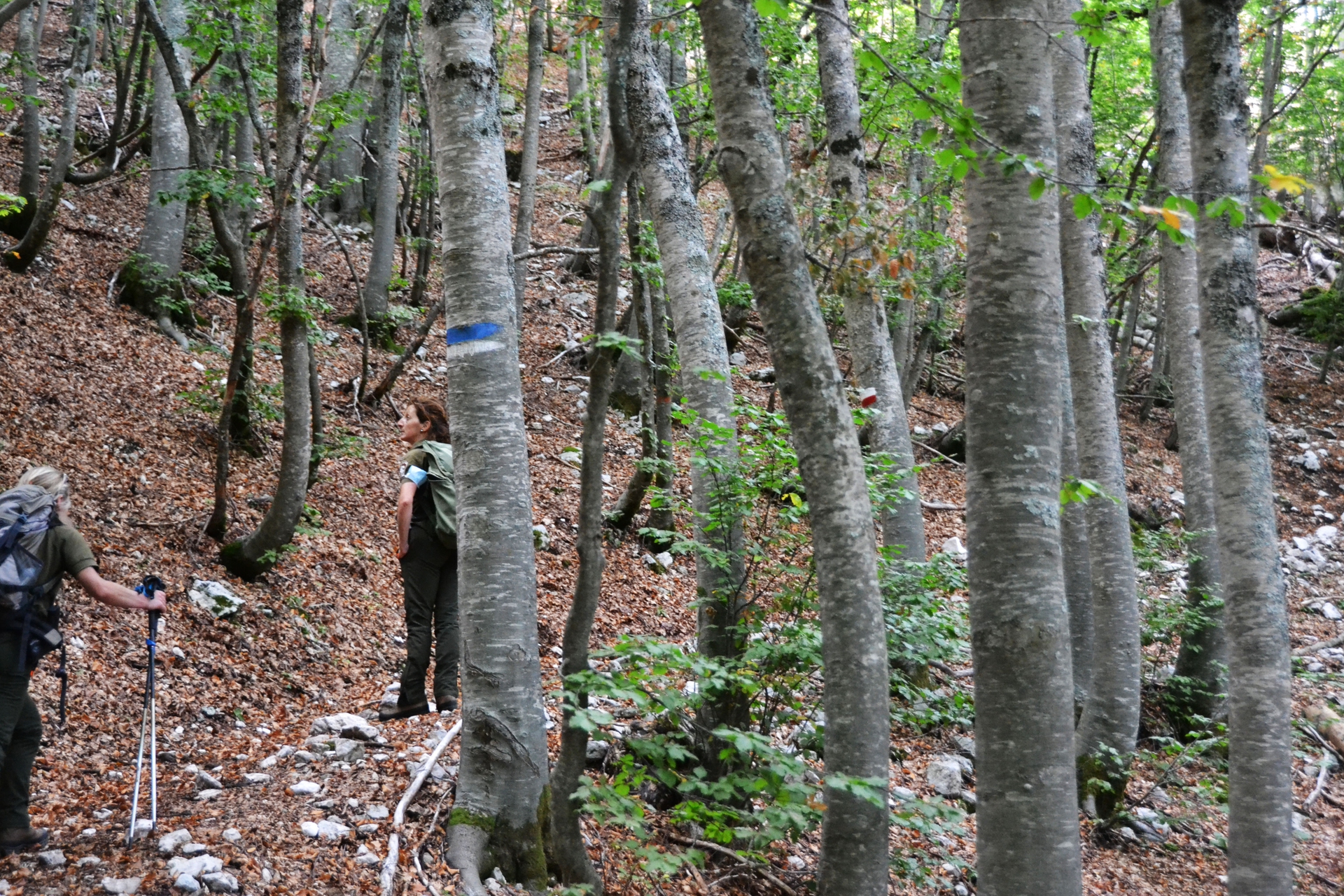 Faggeta del Parco nazionale d'Abruzzo