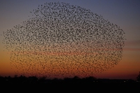 I pendolari del cielo