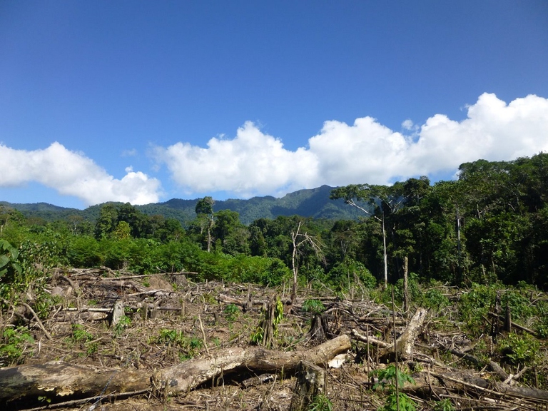 Deforestazione nell'Amazzonia peruviana