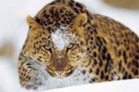 Oggi il leopardo di Amur è meno solo