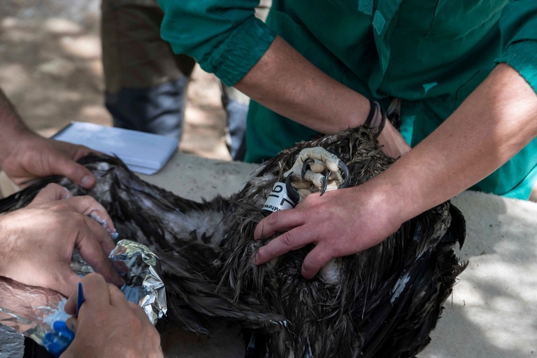 Il gipeto vien epreparato per essere monitorato prima del rilascio