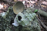 The conservation success story of the sacred forest in Kenya