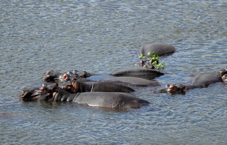 L'espansione degli ippopotami